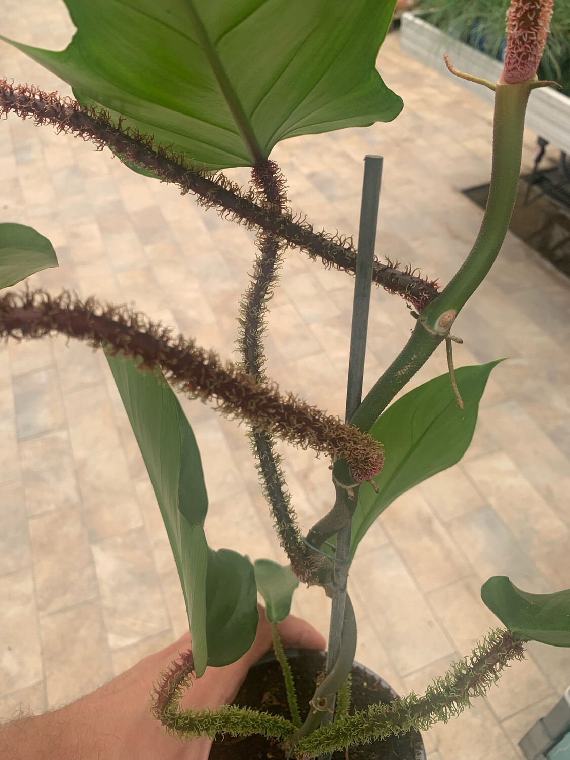 Philodendron Squamiferum, Filodendro - vaso Ø12 cm