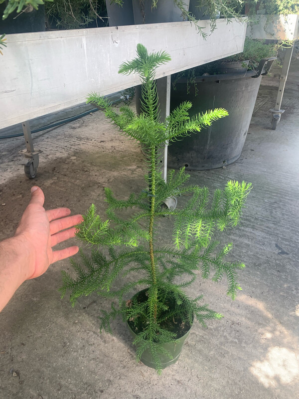 Araucaria Heterophylla, Pino di Norfolk - vaso Ø18 cm, h 80 cm