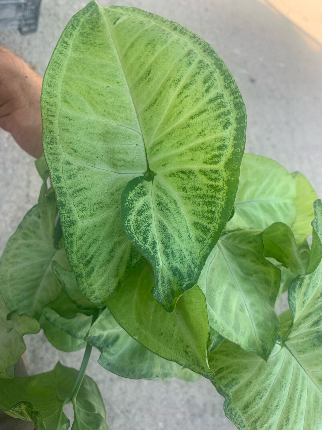 Syngonium Podophyllum &#39;White Butterfly&#39; - vaso Ø14 cm