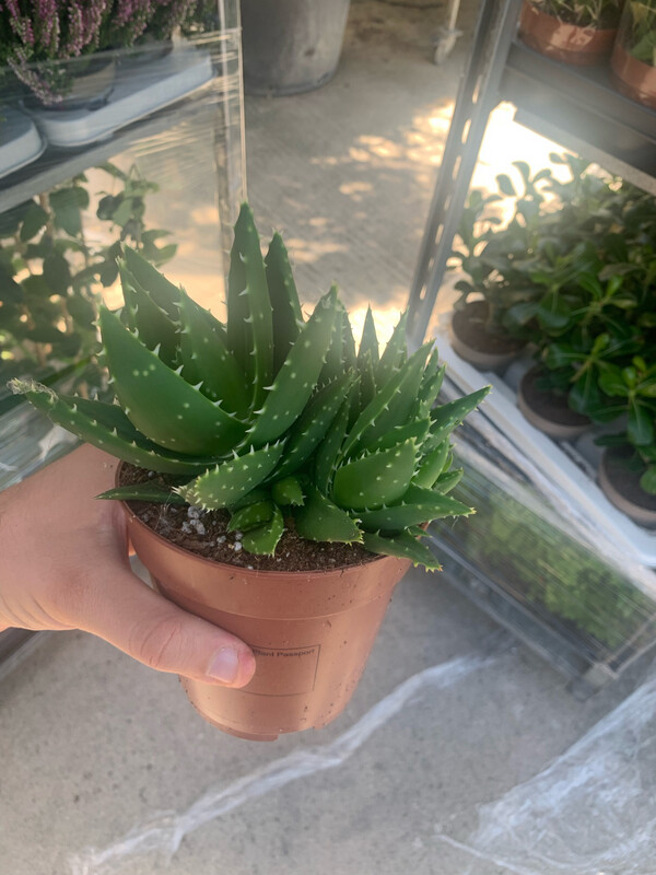 Aloe mitriformis - vaso Ø12 cm