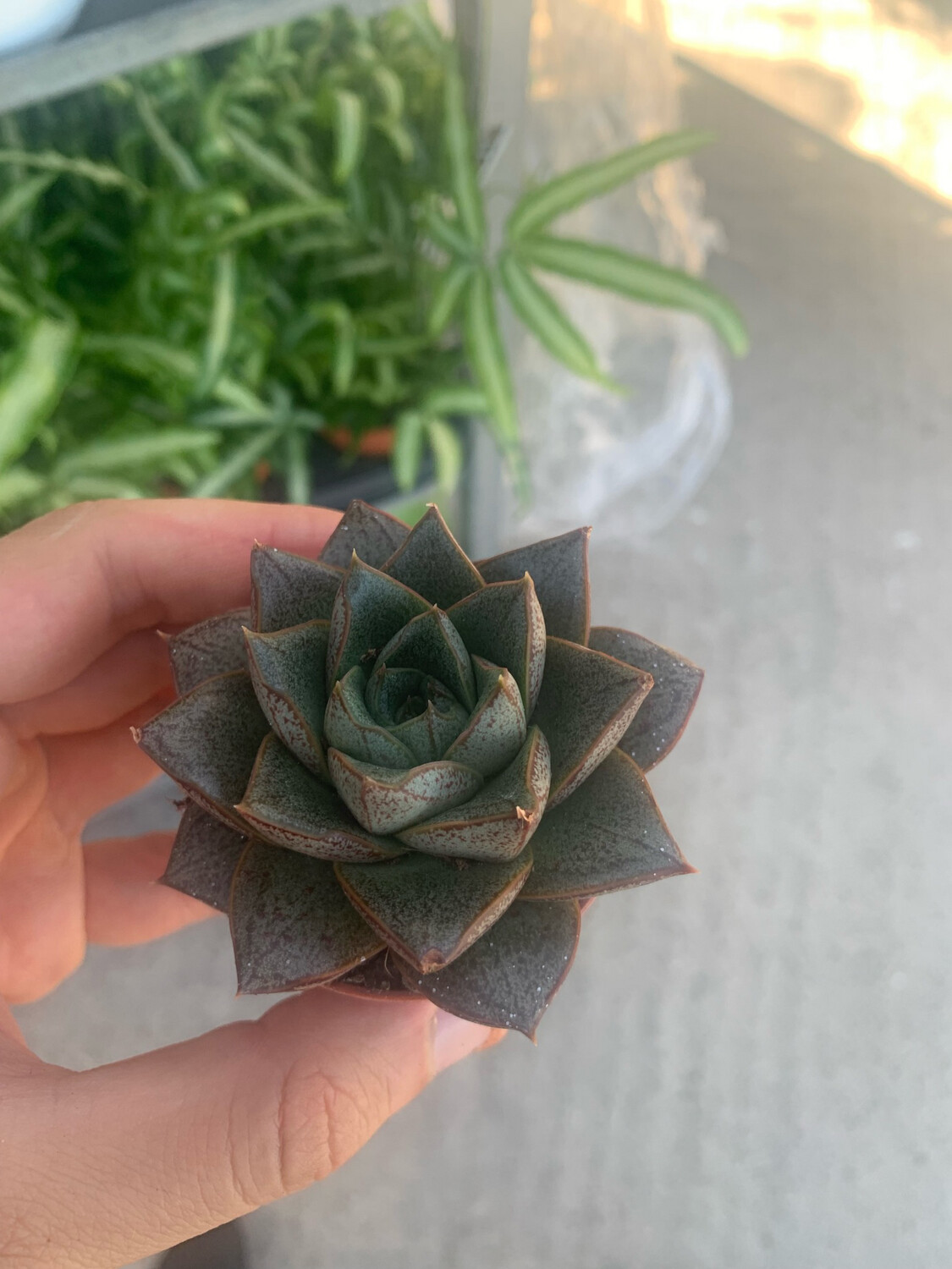 Echeveria purpusorum &#39;Pellucida&#39; - vaso Ø6 cm