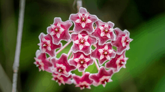 Hoya pubicalyx &#39;Speckled&#39; con palo muschiato - vaso Ø17 cm