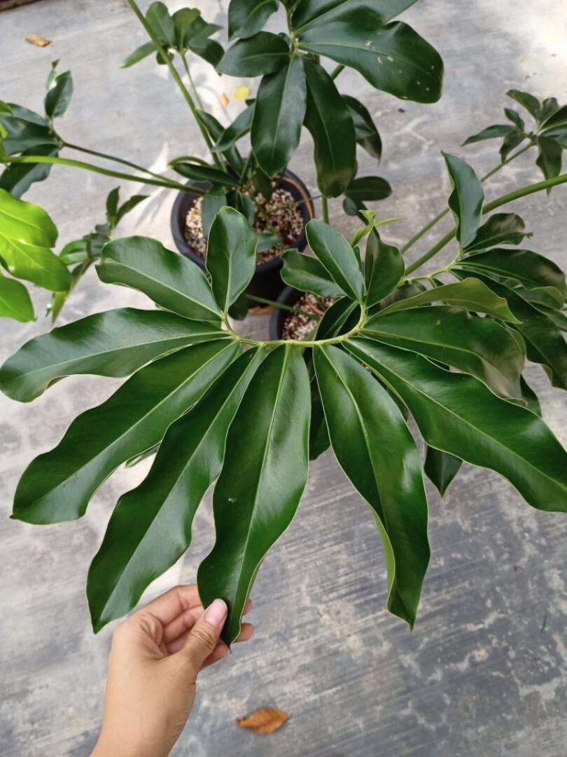 Philodendron Goeldii "Fun Bun", Filodendro - vaso Ø14 cm, h 40 cm