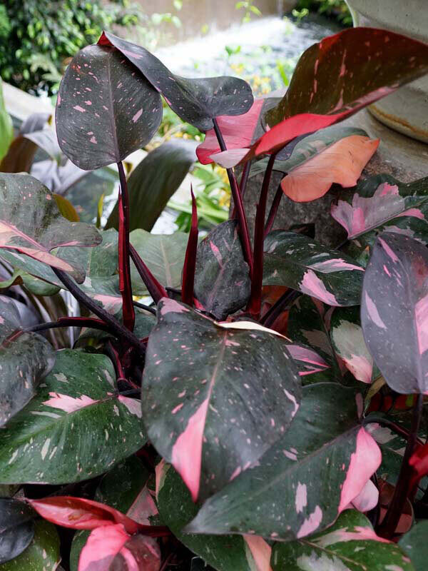 Philodendron Erubescens &#39;Pink Princess&#39;, Filodendro - vaso Ø6 cm