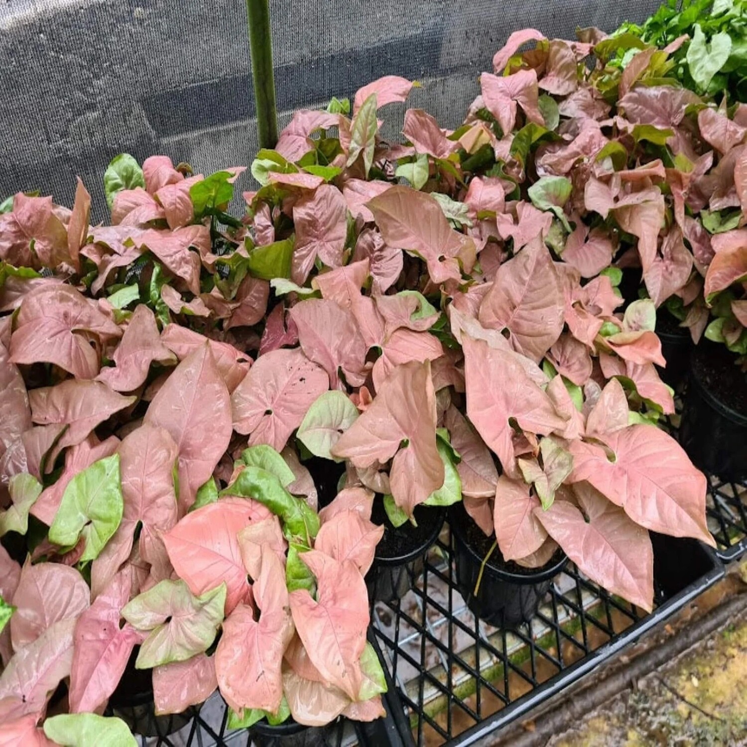 Syngonium podophyllum &#39;Red Heart&#39; - vaso Ø14 cm