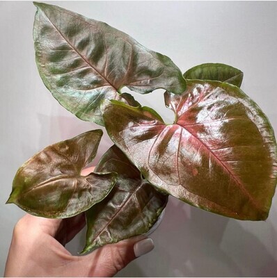 Syngonium podophyllum &#39;Maria Dark&#39; vaso Ø6 cm