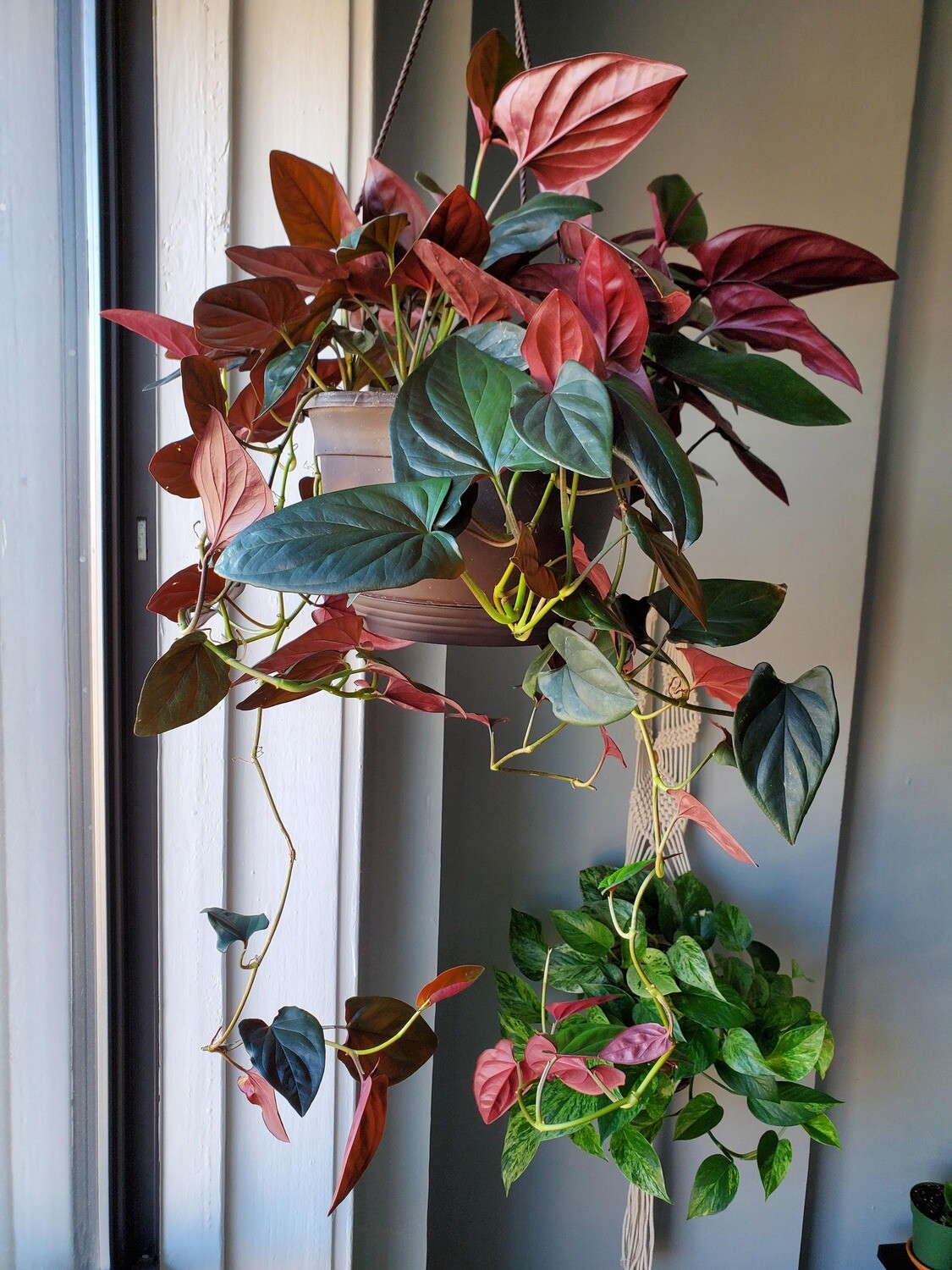 Syngonium podophyllum &#39;Red Arrow&#39; - basket Ø15  cm
