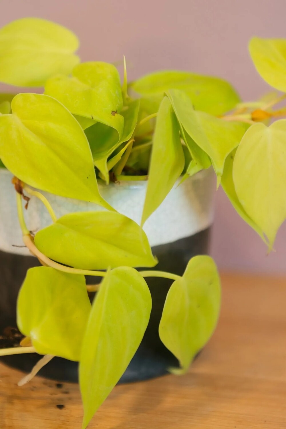 Philodendron Scandens "Micans Lime", Filodendro Limone - vaso Ø12 cm