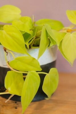 Philodendron scandens subsp. micans "Lime"  - Filodendro - vaso 12 Philodendron Lime