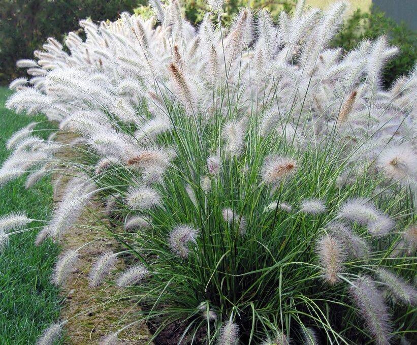 Pennisetum alopecuroides &#39;Hameln&#39; - vaso Ø17