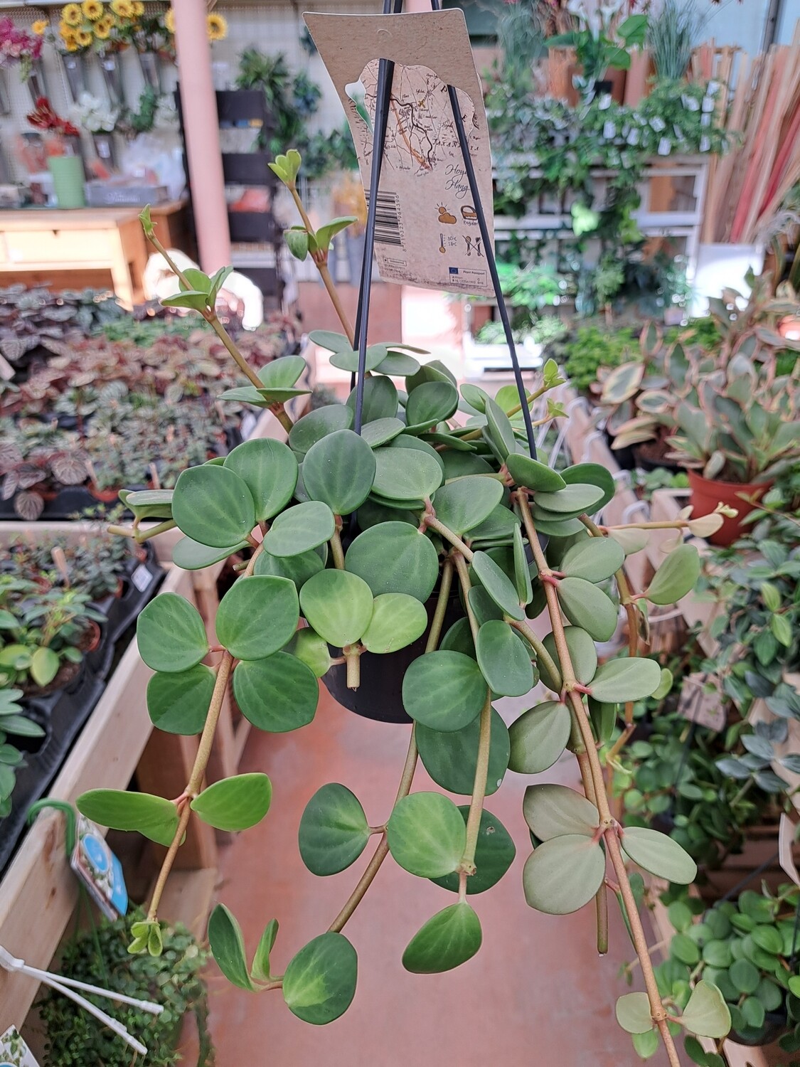 Peperomia tetraphylla &#39;Hope&#39; - vaso Ø14 cm