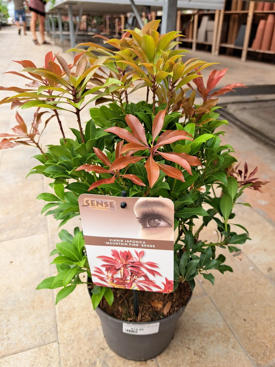 Pieris japonica &#39;Mountain Fire&#39; - vaso Ø17 cm