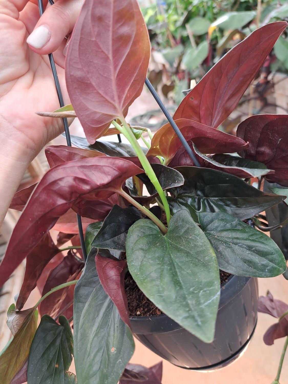 Syngonium podophyllum &#39;Red Arrow&#39; - vaso Ø12  cm