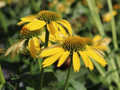Echinacea purpurea 'Mellow Yellows' - vaso Ø18 cm