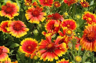 Gaillardia aristata &#39;Kobold&#39; - vaso Ø18 cm