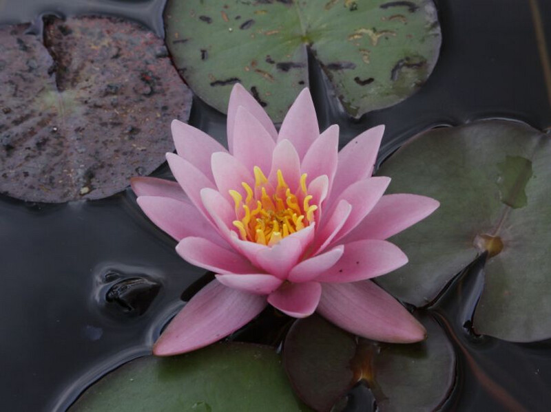 Nymphaea &quot; Rosennymphe &quot; cestino 14 cm  Ninfea