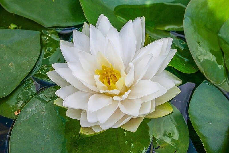Nymphaea &quot; Gonnere &quot; cestino 14 cm  Ninfea