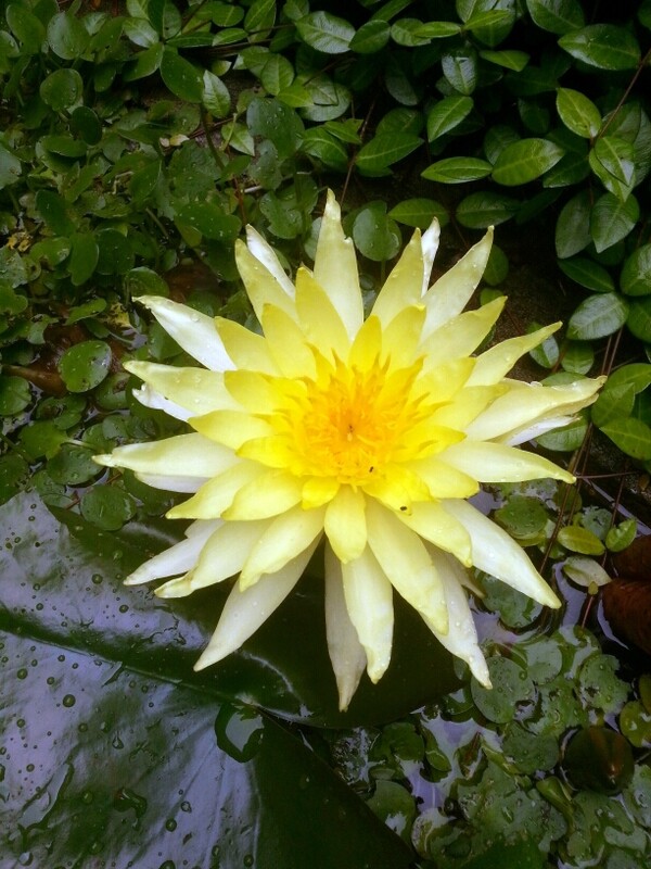 Ninfea Messicana, Nymphaea &#39;Mexicana Grandiflora&#39; - cestino 14 cm