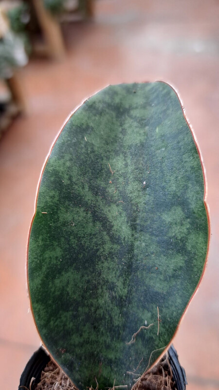 Sansevieria trifasciata &#39;Victoria&#39;, Lingua di suocera - vaso Ø6 cm