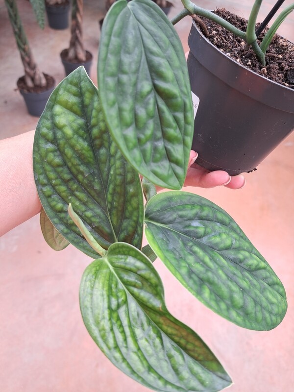 Monstera sp. peru, Monstera karstenianum - vaso Ø12 cm