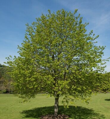 Tilia cordata, Tiglio selvatico - vaso Ø 40cm vp 33cm H 300cm
