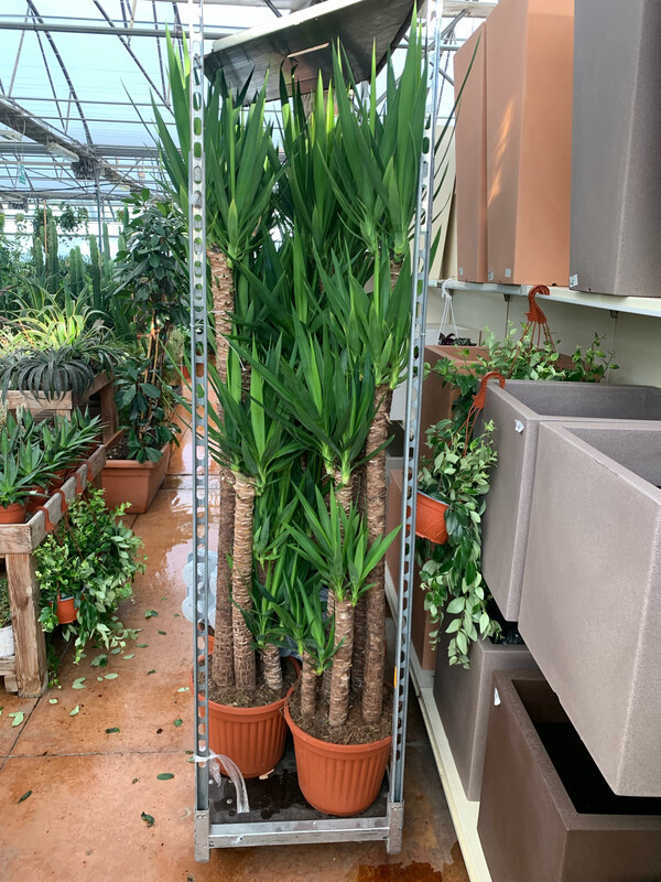 Yucca Elephantipes- Tronchetto della felicità- vaso Ø27 cm 3 tronco h 15/120/75/30
