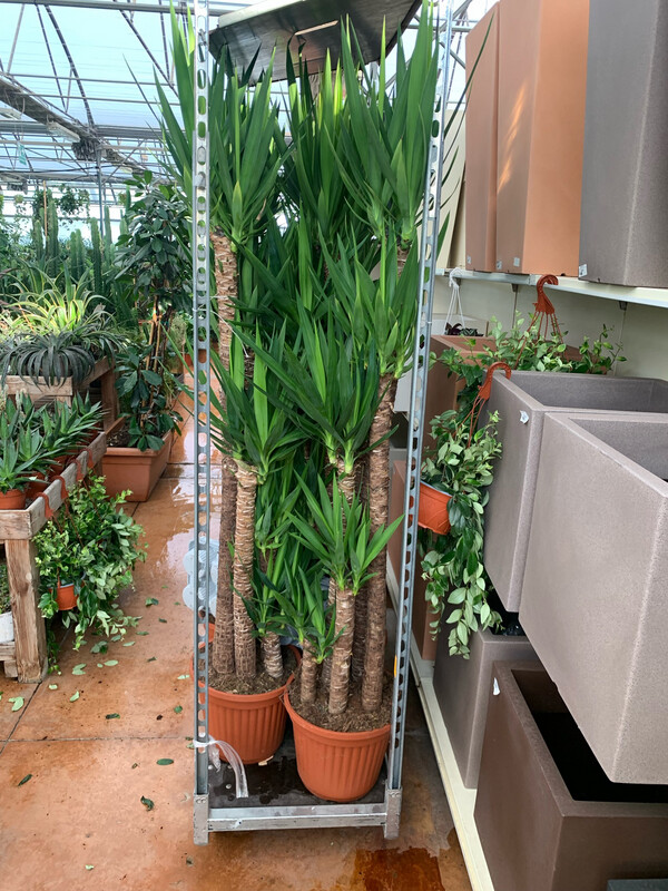 Yucca Elephantipes- Tronchetto della felicità- vaso Ø27 cm 3 tronco h 15/120/75/30