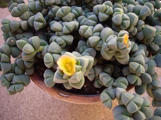 Delosperma lehmannii - vaso Ø5,5 cm