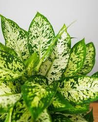 Dieffenbachia compacta - vaso Ø9 cm