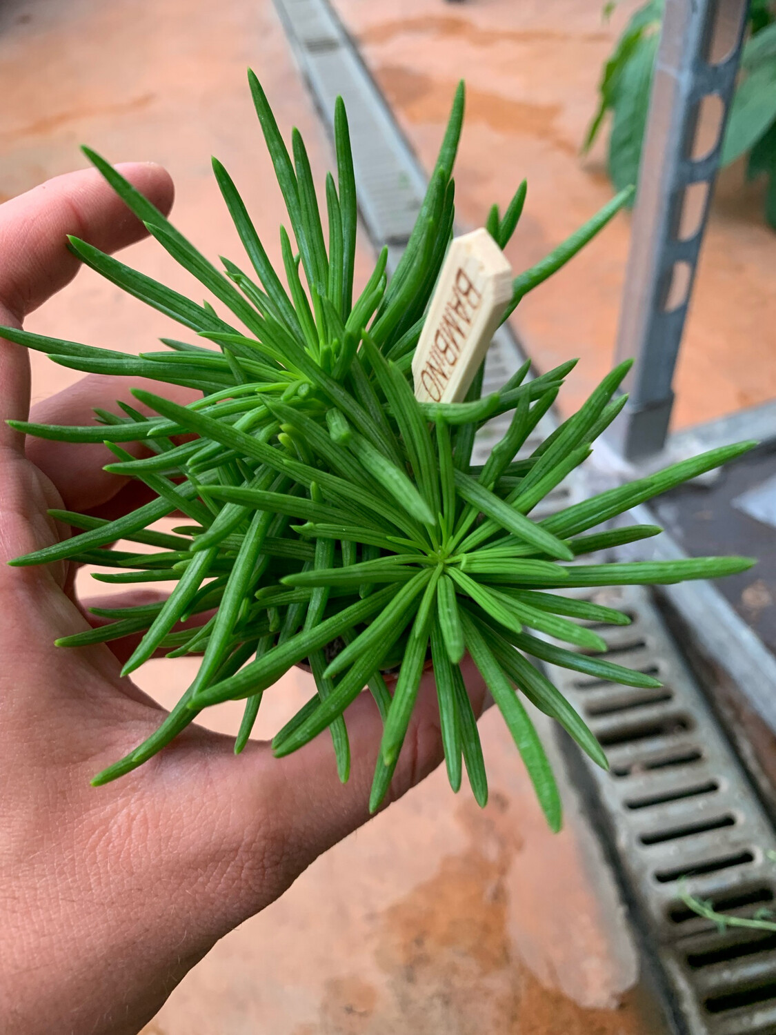 Senecio archeri &#39;Himalaya&#39; - vaso Ø5,5 cm