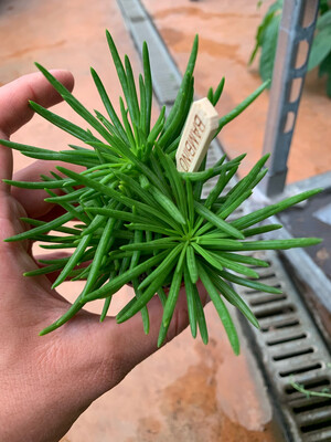 Senecio archeri &#39;Himalaya&#39; - vaso Ø5,5 cm