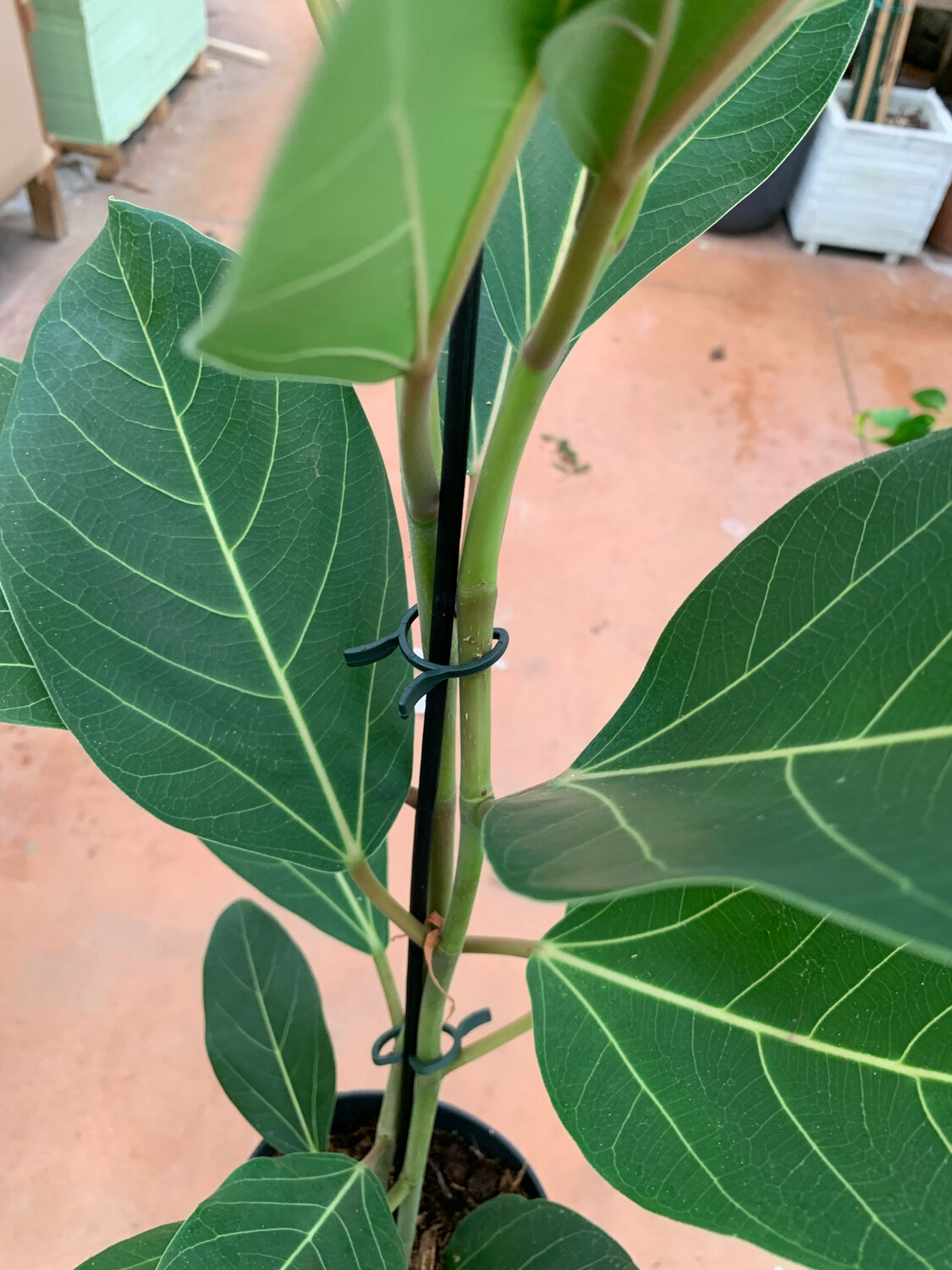Ficus cyathistipula - vaso Ø21 cm, h 110 cm