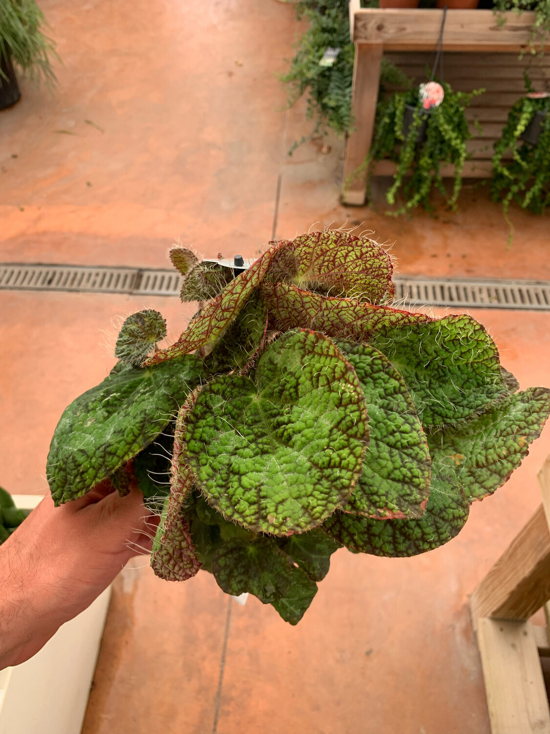 POWERS TO FLOWERS - BEGONIA REX SIZEMOREA, VASO 13CM pianta vera - Powers to flowers - piante e fiori