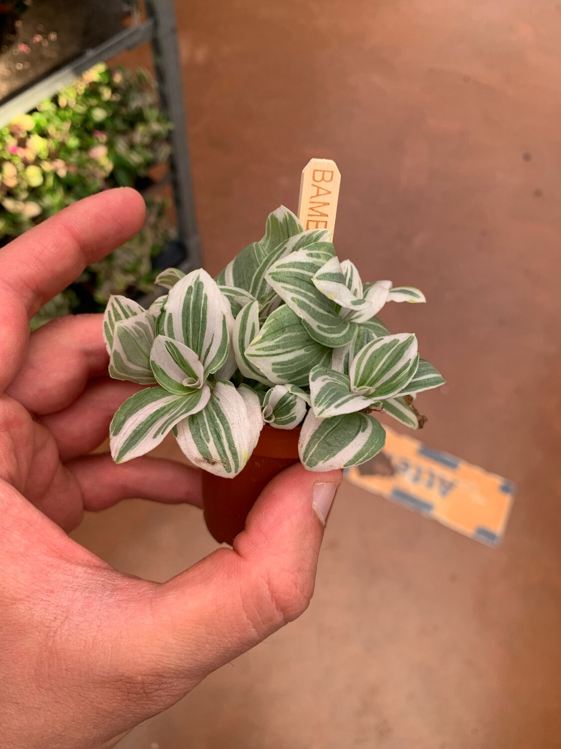 Tradescantia Tenderness, Erba miseria, Tradescanzia - vaso Ø5,5 cm