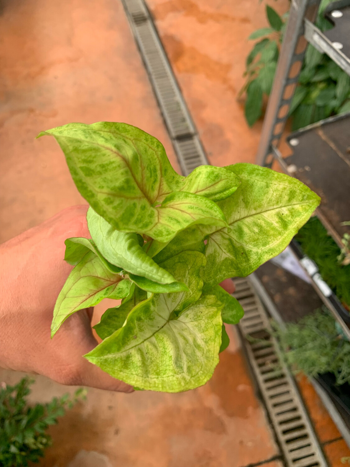 Syngonium &#39;Golden Allusion&#39;, Syngonium auritum - vaso Ø6 cm