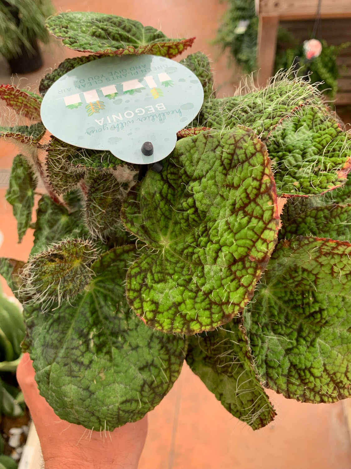 Powers to Flowers - Begonia Rex' Sizemorea in Vaso Ceramica Bianco
