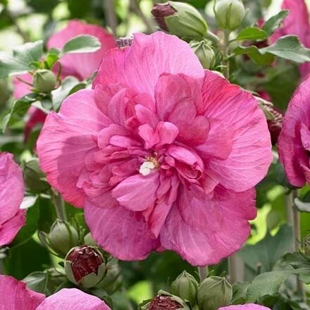 Hibiscus syriacus &#39;Magenta chiffon&#39;, Ibisco - vaso 19