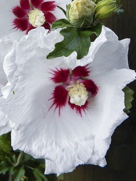 Hibiscus syriacus &#39;Sup Heart&#39;, Ibisco - vaso 20x26 cm