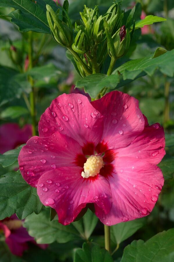Hibiscus syriacus &quot;Sup Bridge&quot; - Ibisco - vaso 19