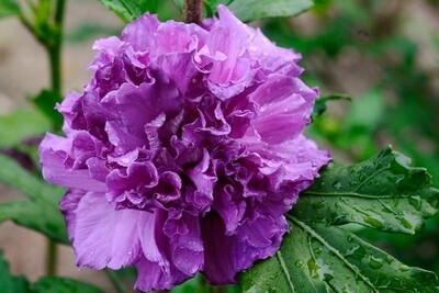 Hibiscus syriacus "French cabaret purple" - Ibisco - vaso 20x26