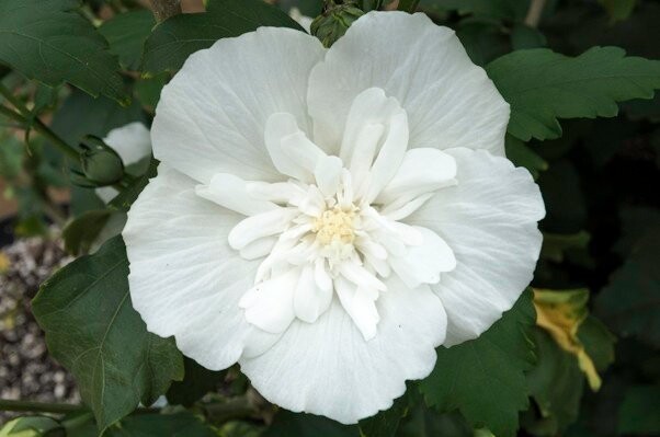 Hibiscus syriacus &#39;White Chiffon&#39;, Ibisco - vaso Ø18 cm