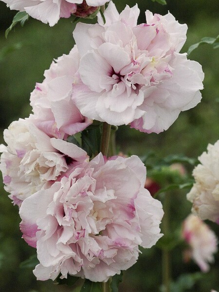Hibiscus syriacus &#39;French cabaret pastel&#39;, Ibisco - vaso Ø18 cm