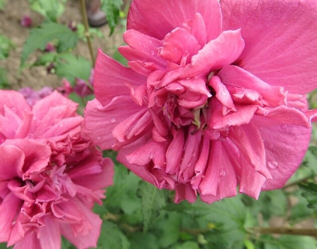 Hibiscus syriacus &#39;French cabaret red&#39;, Ibisco - vaso Ø19 cm
