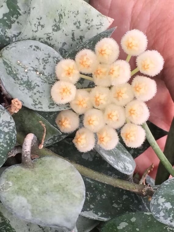 Hoya krohniana eskimo super silver vaso 10.5 basket
