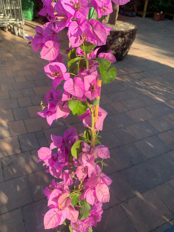 Bougainvillea x spectoglabra, Bouganville, Buganville Specto Glabra, Violet de Meze -vaso Ø24 cm