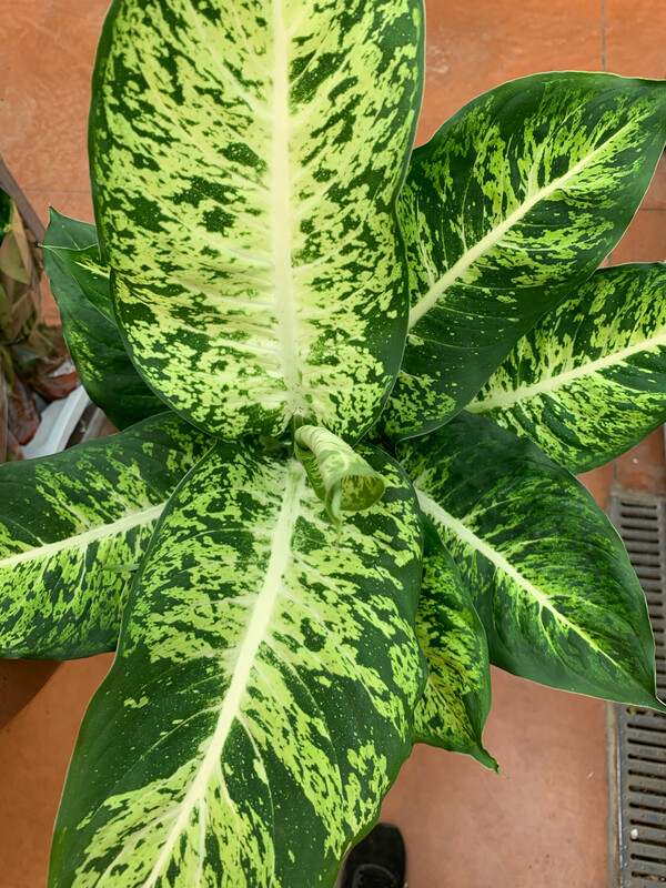 Dieffenbachia mars - vaso Ø17 cm