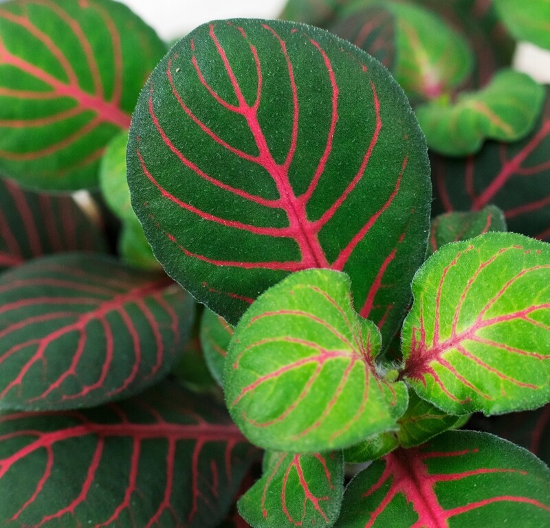 Fittonia &#39;Bubble Red&#39; - vaso Ø12 cm