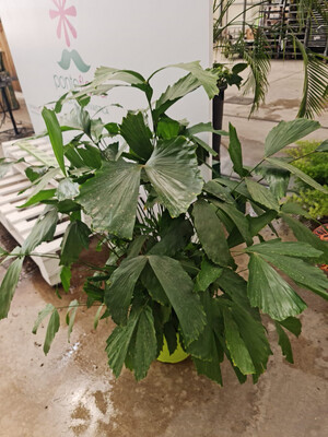 Caryota mitis, Palma a coda di pesce - vaso Ø30 cm h 130