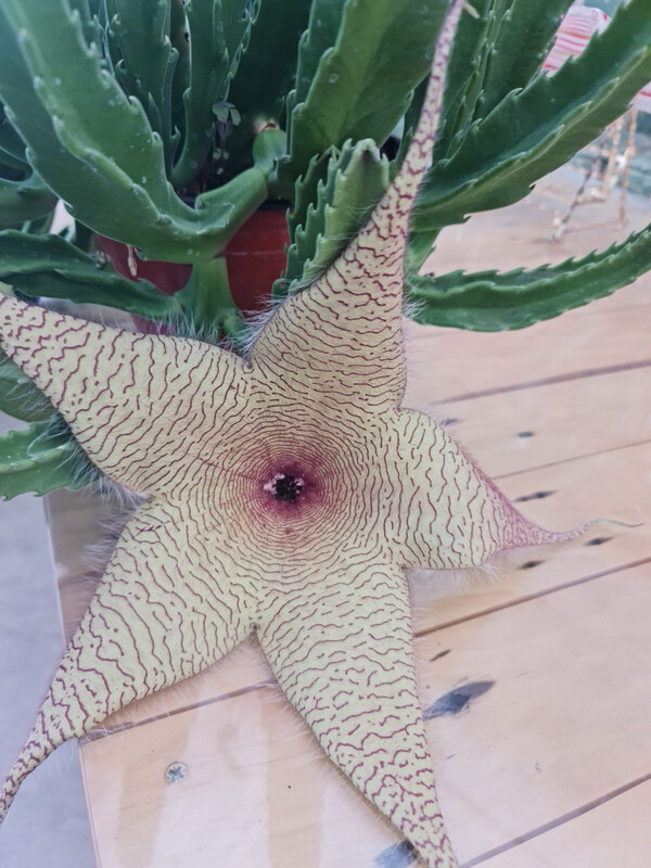 Stapelia gigantea, Fiore stella cadente - vaso Ø18 cm