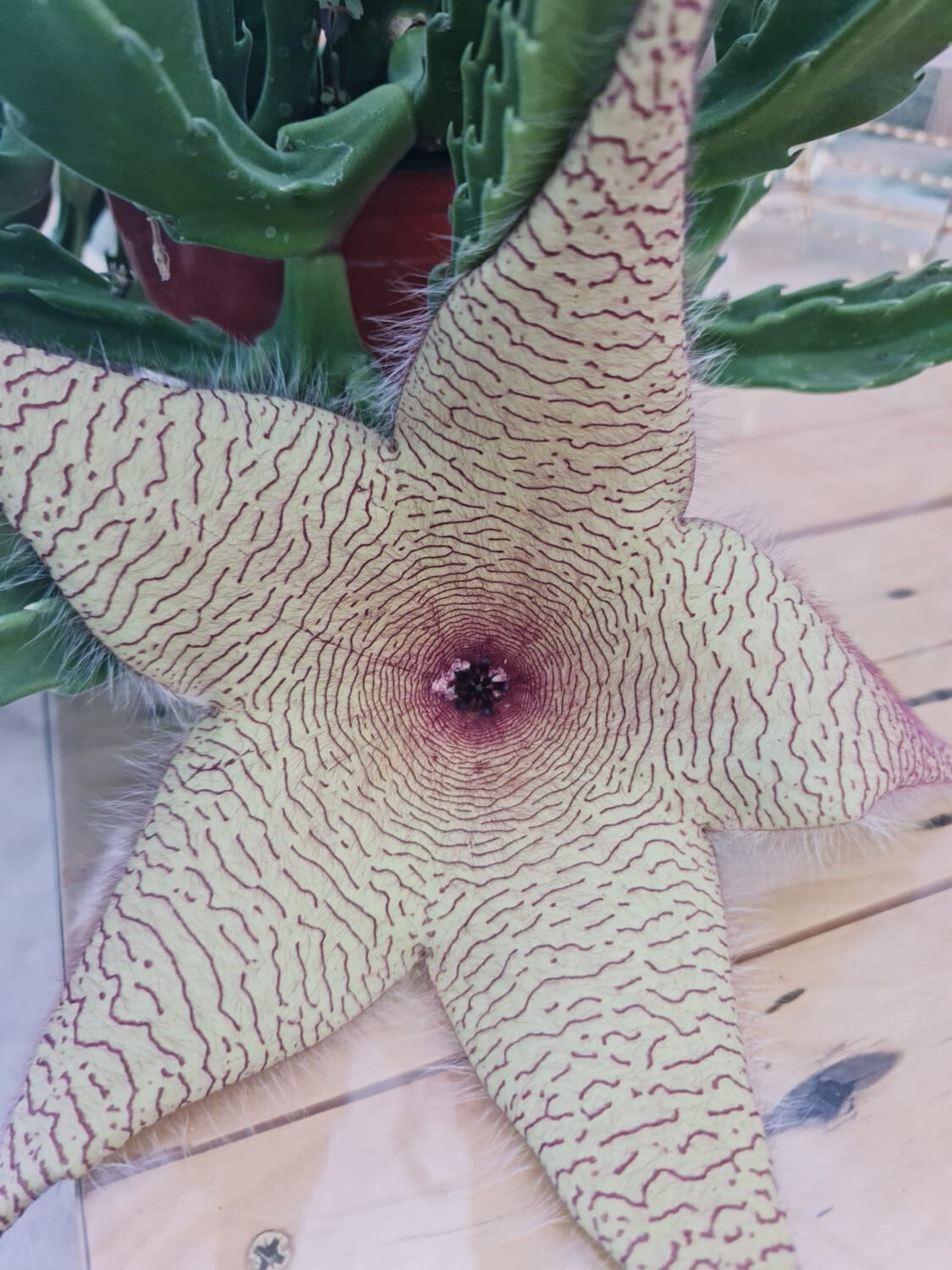Stapelia gigantea, Fiore stella cadente - vaso Ø14 cm